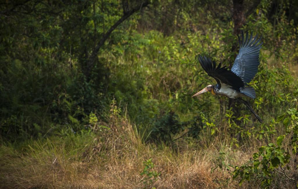 Siddhartha Wildlife Retreat Meghauli Exterior foto